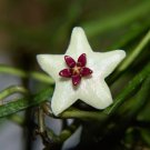 Hoya Ret Grass Leaved Hoya Live Plant Garden