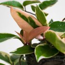 Hoya Carnosa Krimson Queen Tricolor Hoya Live Plant Garden
