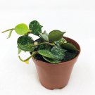 Hoya Curtisii Miniature Trail Hoya Live Plant Garden