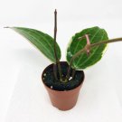 Hoya Macrophylla White Margins Hoya Live Plant Garden