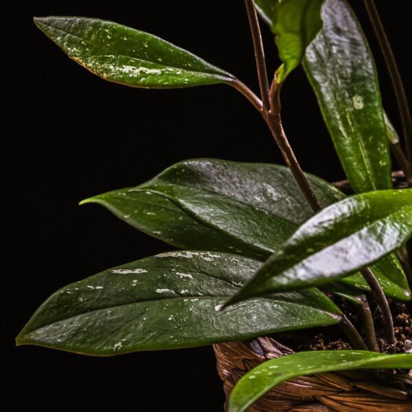 Hoya Pubicalyx Splashed Silver Variegated Wax Plant Hoya Live Plant Garden