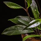 Hoya Pubicalyx Splashed Silver Variegated Wax Plant Hoya Live Plant Garden
