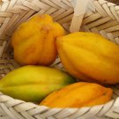 Babaco Papaya Mountain Papaya Vasconcellea × Heilbornii Live Plant Garden