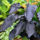 Painted Black Elephant Ear Gecko Tm Colocasia Live Plant Garden