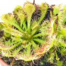Spoonleaf Sundew Carnivorous Drosera Spathulata Live Plant Garden Spoonleaf Sundew Carnivorous Drosera Spathulata Live Plant Garden