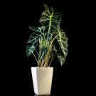 Polly Elephant Ear Dwarf Amazonica Alocasia Live Plant Garden Polly Elephant Ear Dwarf Amazonica Alocasia Live Plant Garden