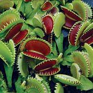 Dente Venus Fly Trap Carnivorous Plant Dionaea Muscipula Live Plant Garden Dente Venus Fly Trap Carnivorous Plant Dionaea Muscipula Live Plant Garden