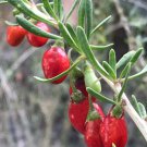 Christmas Berry Lycium Carolinianum Live Plant Garden Christmas Berry Lycium Carolinianum Live Plant Garden