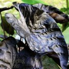 Black Ripple Elephant Ear Puckered Up Colocasia Live Plant Garden Black Ripple Elephant Ear Puckered Up Colocasia Live Plant Garden