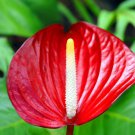 Anthurium Fire Glow Fireglow Anthurium Live Plant Garden Anthurium Fire Glow Fireglow Anthurium Live Plant Garden