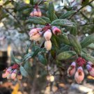 Darrow Blueberry Vaccinium Corymbosum Live Plant Garden