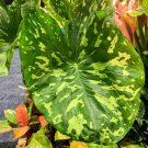 Hilo Beauty Elephant Ear Alocasia Live Plant Garden