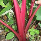 Sangria Elephant Ear Colocasia Live Plant Garden