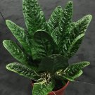Anthurium Superbum Birds Nest Anthurium Live Plant Garden Anthurium Superbum Birds Nest Anthurium Live Plant Garden