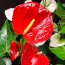 Anthurium Red Sensation Houseplant Anthurium Live Plant Garden Anthurium Red Sensation Houseplant Anthurium Live Plant Garden