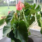 Anthurium Oaxaca Houseplant Anthurium Live Plant Garden Anthurium Oaxaca Houseplant Anthurium Live Plant Garden