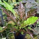 Anthurium Big Red Bird Birds Nest Anthurium Live Plant Garden Anthurium Big Red Bird Birds Nest Anthurium Live Plant Garden