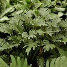 Philodendron Deja Vu Philodendron Live Plant Garden