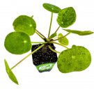 Chinese Money Plant Houseplant Pilea Peperomioides Live Plant Garden