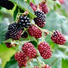 Boysenberry Rubus Live Plant Garden