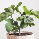 Fignomenal Fig Ficus Carica Live Plant Garden