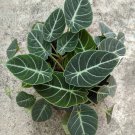 Black Velvet Elephant Ear Alocasia Reginula Live Plant Garden