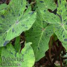 Mojito Elephant Ear Colocasia Esculenta Live Plant Garden Mojito Elephant Ear Colocasia Esculenta Live Plant Garden