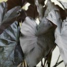 Black Coral Elephant Ear Colocasia Esculenta Live Plant Garden Black Coral Elephant Ear Colocasia Esculenta Live Plant Garden