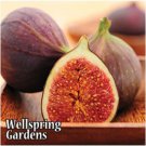 Magnolia Fig Ficus Carica Live Plant Garden