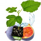 Lsu Purple Fig Ficus Carica Live Plant Garden