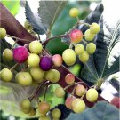 Sherbet Berry Grewia Asiatica Live Plant Garden Sherbet Berry Grewia Asiatica Live Plant Garden