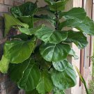 Suncoast Fiddle Leaf Fiddleleaf Fig Ficus Lyrata Live Plant Garden Suncoast Fiddle Leaf Fiddleleaf Fig Ficus Lyrata Live Plant Garden