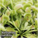 K Henry Venus Fly Trap Carnivorous Plant Dionaea Muscipula Live Plant Garden K Henry Venus Fly Trap Carnivorous Plant Dionaea Muscipula Live Plant Garden