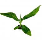 Dwarf Orinoco Banana M Live Plant Garden Dwarf Orinoco Banana M Live Plant Garden