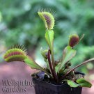 Akai Ryu Venus Fly Trap Carnivorous Plant Dionaea Muscipula Live Plant Garden Akai Ryu Venus Fly Trap Carnivorous Plant Dionaea Muscipula Live Plant Garden