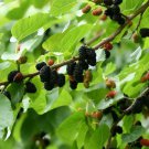 Dwarf Everbear Black Mulberry Tree Morus Nigra Live Plant Garden Dwarf Everbear Black Mulberry Tree Morus Nigra Live Plant Garden