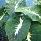 Nancyana Elephant Ear Nancys Revenge Colocasia Live Plant Garden