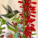 Cardinal Flower Lobelia Cardinalis Live Plant Garden Cardinal Flower Lobelia Cardinalis Live Plant Garden