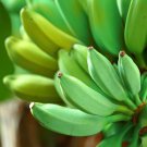 Ice Cream Banana Blue Java M Acuminata × Balbisiana Live Plant Garden Ice Cream Banana Blue Java M Acuminata × Balbisiana Live Plant Garden