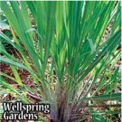 Lemon Grass Cymbopogon Citratus Live Plant Garden