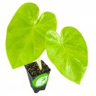 Maui Gold Elephant Ear Colocasia Live Plant Garden