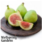 Ischia Fig Tree Ficus Carica Live Plant Garden