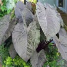 Diamond Head Elephant Ear Colocasia Esculenta Live Plant Garden Diamond Head Elephant Ear Colocasia Esculenta Live Plant Garden