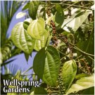 Black Pepper Piper Nigrum Live Plant Garden