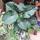 Regal Shields Elephant Ear Alocasia Live Plant Garden