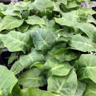Low Rider Elephant Ear Alocasia Live Plant Garden