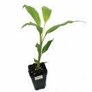 Molten Gold Ger Hedychium Live Plant Garden