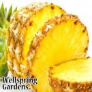 Elite Gold Pineapple Ananas Comosus Live Plant Garden