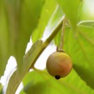 Yellow Jamaican Cherry Tree Muntia Calabura Live Plant Garden