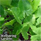 California Elephant Ear Alocasia Gagaena Live Plant Garden